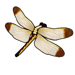 物品图标 尼达姆蜻蜓.png