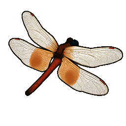 物品图标 旭光赤蜓.png