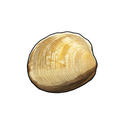 物品图标 青柳蛤.png