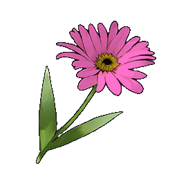 物品图标 粉色雏菊.png