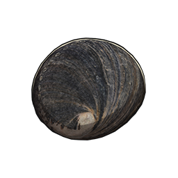 物品图标 皱纹盘鲍.png