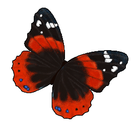 物品图标 优红蛱蝶.png