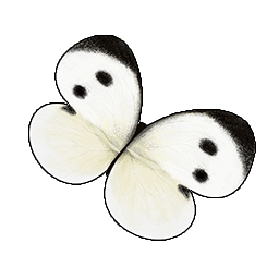 物品图标 白粉蝶.png