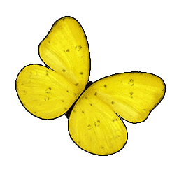 物品图标 黃蝶.png