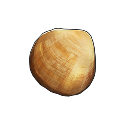 物品图标 尖峰蛤.png