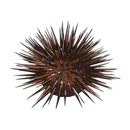 物品图标 光棘球海胆.png