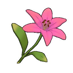 物品图标 粉色百合.png
