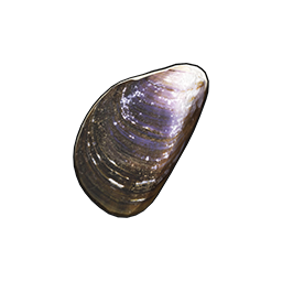 物品图标 厚壳贻贝.png