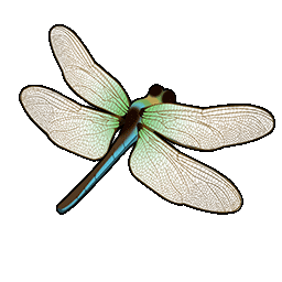 物品图标 碧伟蜓.png