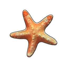 物品图标 普通海星.png