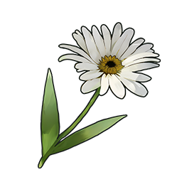 物品图标 白色雏菊.png