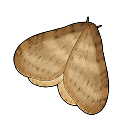 物品图标 冬蛾.png