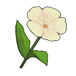 物品图标 白色小花.png