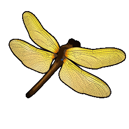 物品图标 普通褐蜻蜓.png