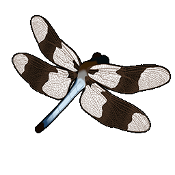 物品图标 白尾蜻蜓.png