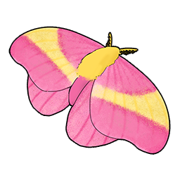 物品图标 玫瑰红枫蛾.png