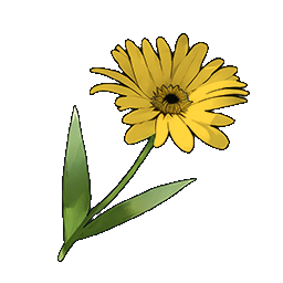 物品图标 黄色雏菊.png