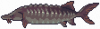 鲟鱼.png