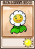 金盏花