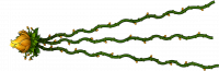 究极僵尸火红莲-立绘1.png