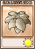 大蒜保护伞