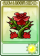 炽玫瑰-卡牌.png