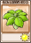 卷心菜保护伞