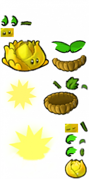 阳光卷心菜-拆解图.png