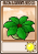 保护伞花盆
