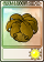 坚果保护伞-卡牌.png