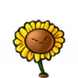 向日葵三叶草.png