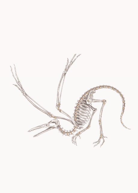 大·始祖鸟的骨架.png