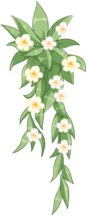 花蔓藤.png