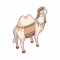 小·沙漠骆驼.png