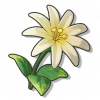 物品图标 象牙花.png