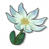 物品图标 天使草.png