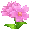 キングサクラ草 i 4.png