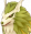 ドラゴンウルフ mf 5.png
