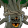 凶神木 mf r.png