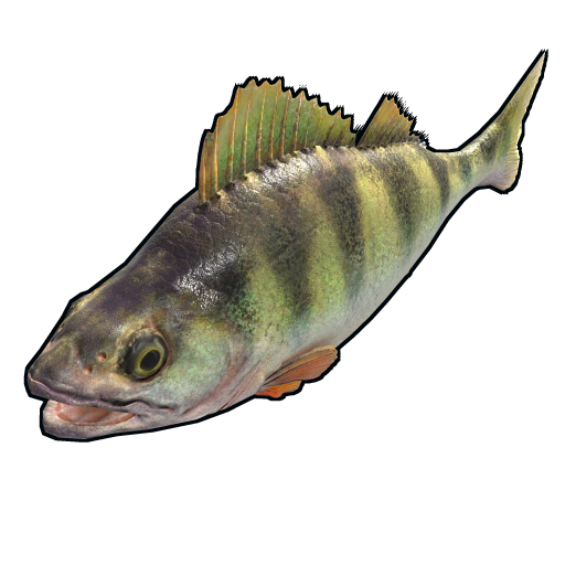 yellowperch.png