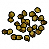Seed.yellow.berry.png