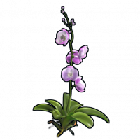Orchid.png