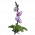 兰花