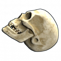 Skull.png