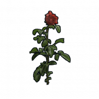 Rose.png