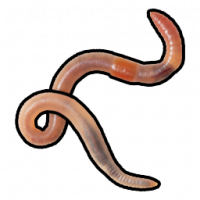 Worm.png