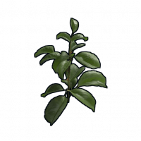 Clone.rose.png