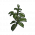 玫瑰茎