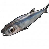 Fish.anchovy.png