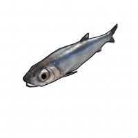 Fish.anchovy.png